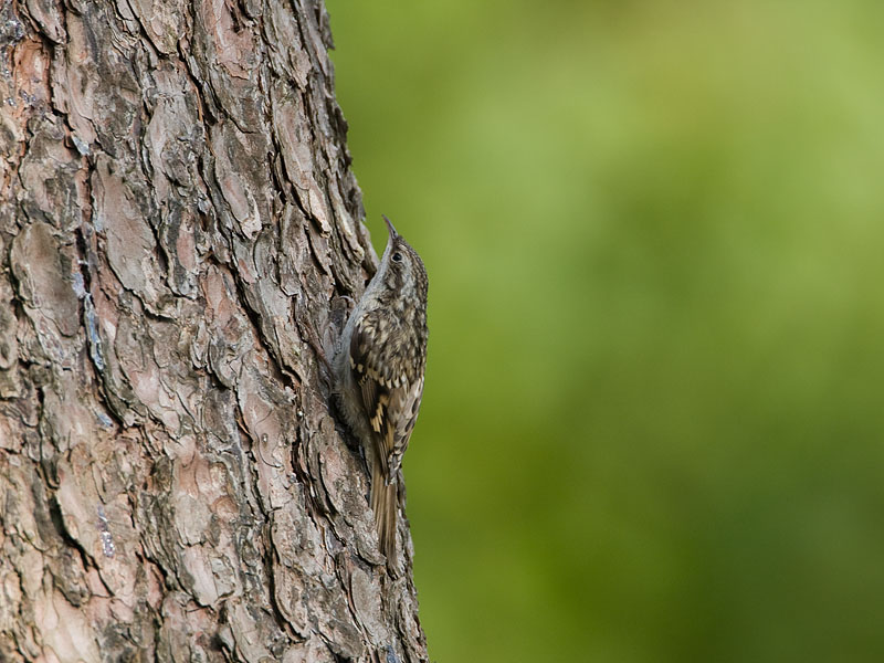 Certhia brachydactyla Short-toed Treecreeper Boomkruiper